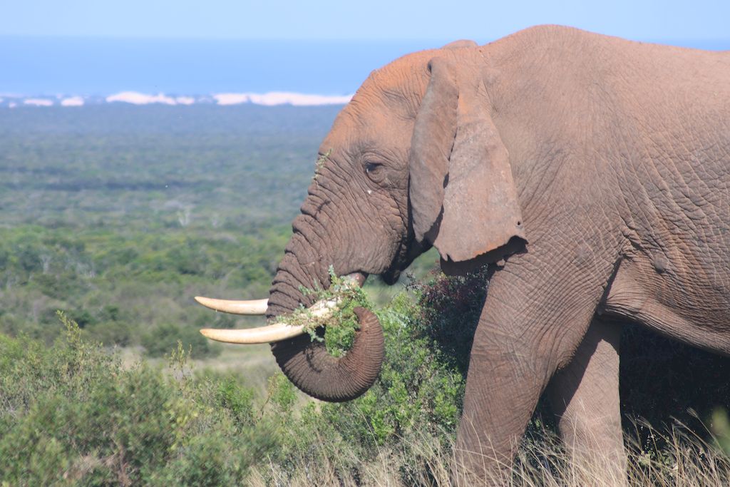 Addo Elephant