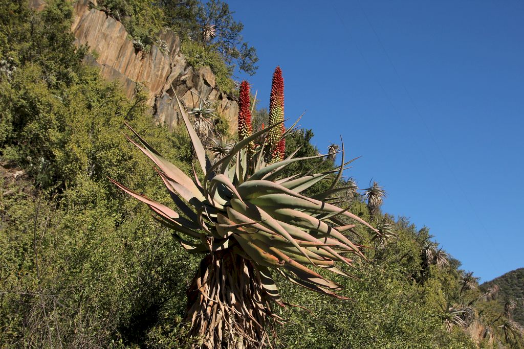 Oudtshoorn