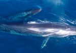Ocean Blue Adventures