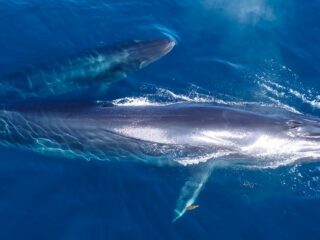 Brydes-Whale-Balaenoptera-edeni-brydei