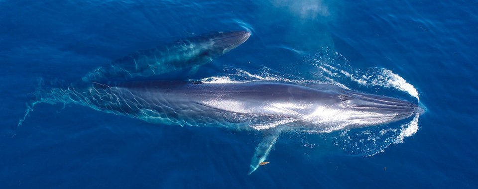 Ocean Blue Adventures