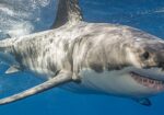 Ocean Blue Adventures
