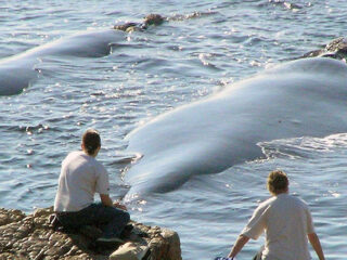Hermanus-Best-land-based-whale-watching-in-the-world-1