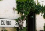 Cango Ostrich Farm