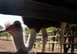 Cango Ostrich Farm