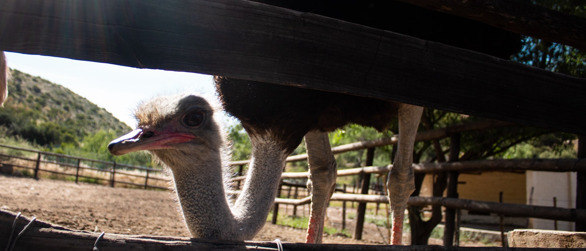 Cango Ostrich Farm