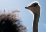 Cango Ostrich Farm