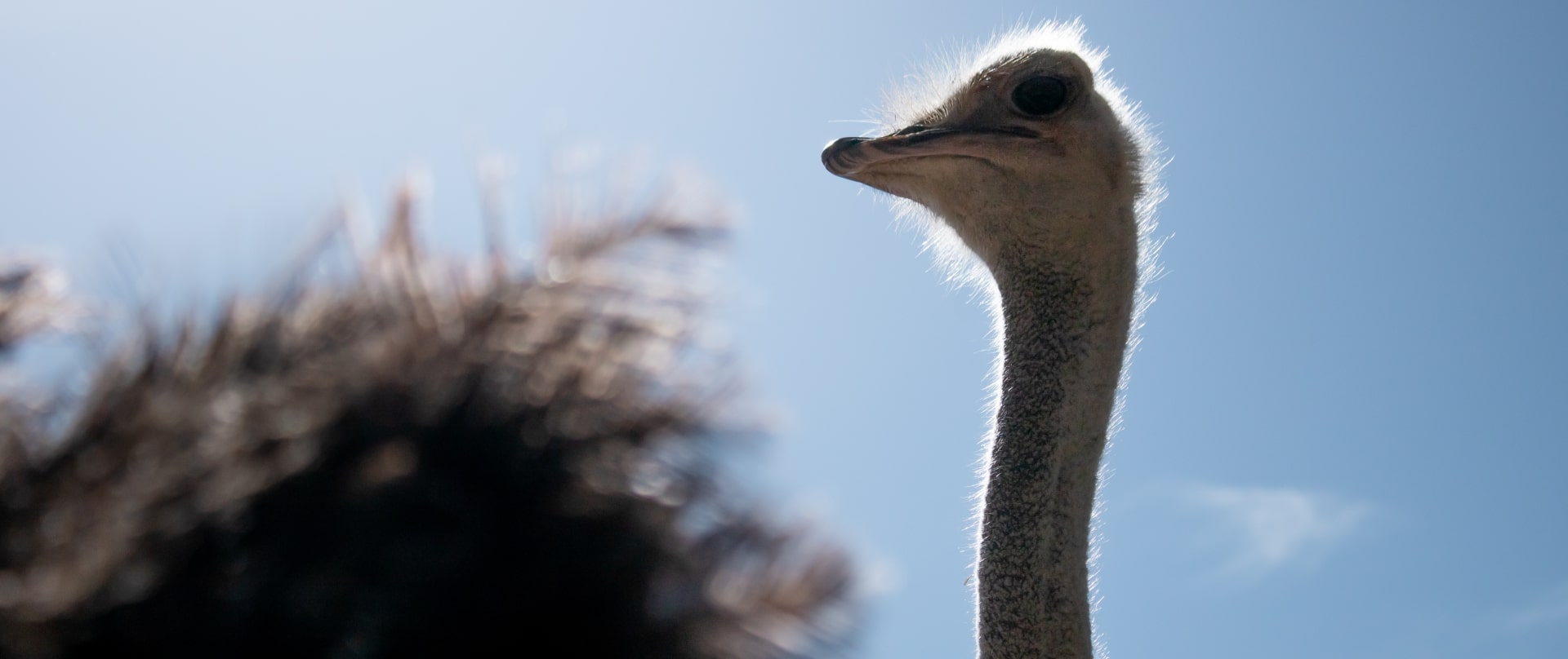 Cango Ostrich Farm