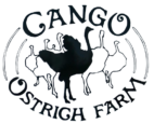IMG_0943_1cangoOstich