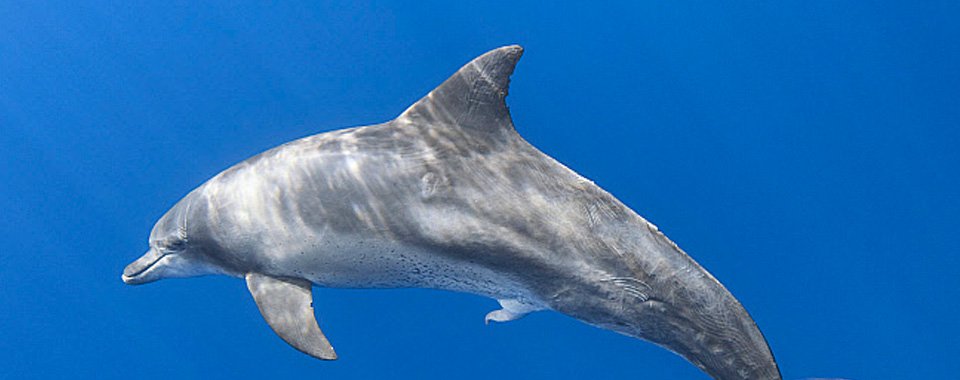 Ocean Blue Adventures