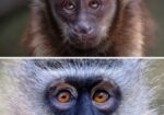 Monkeyland Crags