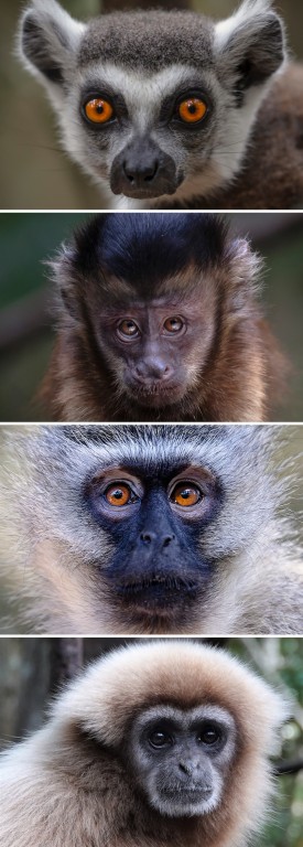Monkeyland Crags
